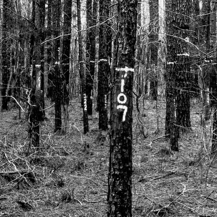 A historical photo of trees sprayed with numberes in Duke FOrest