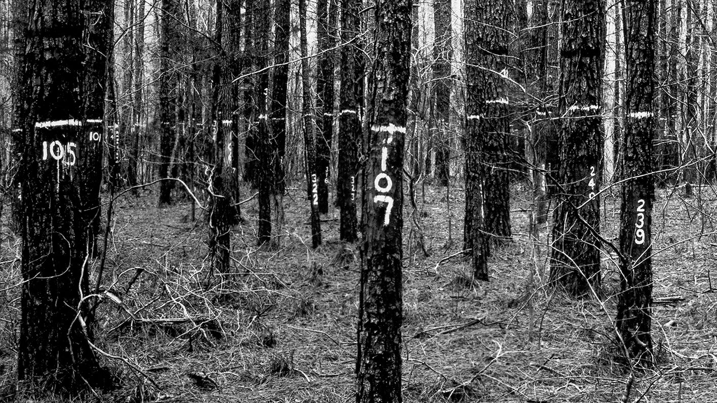 A historical photo of trees sprayed with numberes in Duke FOrest
