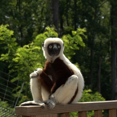 A lemur sitting on a railing in front of green trees