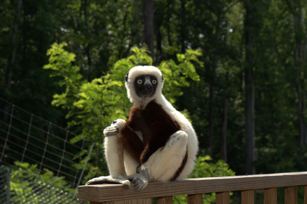 A lemur sitting on a railing in front of green trees